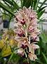 Tinonee-orchids-II 011